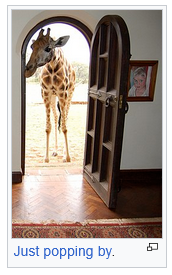Giraffe in a doorway
